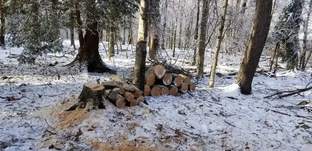 Reliable Tree Service Company