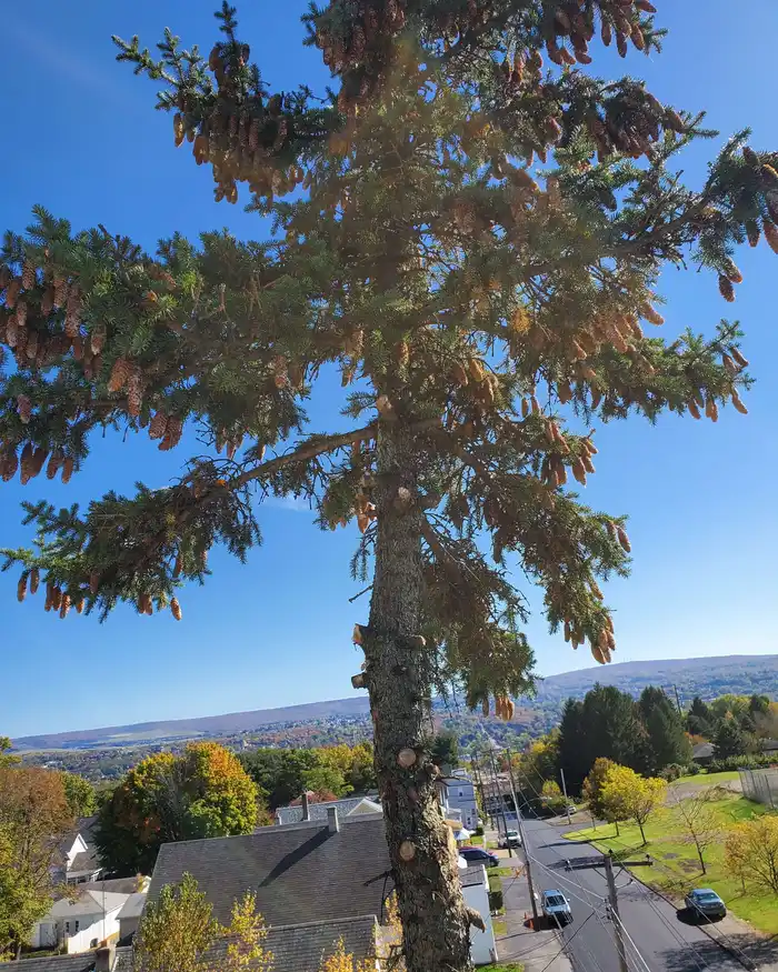Emergency Tree Removal