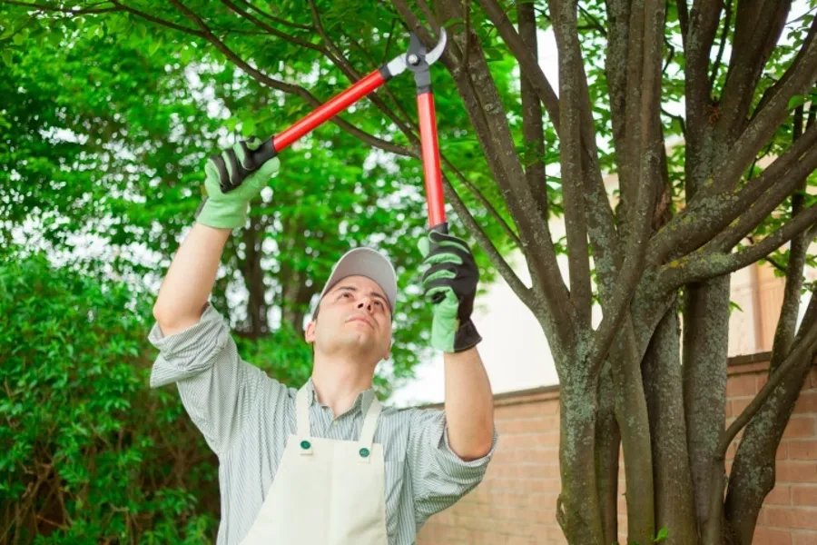 Tree Care